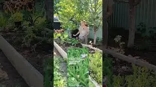 В аптеку больше не ходим! Выращиваем лекарства на даче!