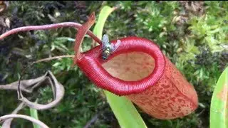 Kamikaze Insect vs Killer Plant
