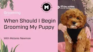 When Should I Begin Grooming My Puppy?