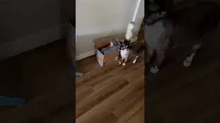 Funny cats 
