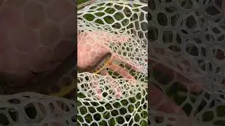 Micro fishing California golden trout in their heritage waters #fishing #flyfishing #tenkarafishing