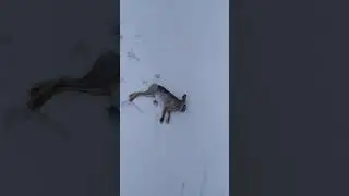 Охота с русской гончей Туман 2021 год заяц русак добыт)