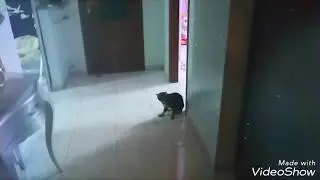 Giocando a calcio con la gatta Maia - Playing football with Maia the Cat