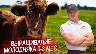Выращивание молодняка крс. Как кормить телят с рождения до 3х месяцев? Рассказывают наши коллеги.