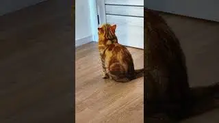Утро кота Персика. Ждет, когда кожаные встанут и покормят его