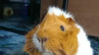Guinea Pigs cute close up with funny sound effects