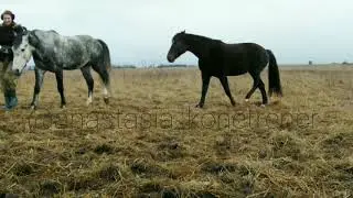 Занятие с лошадью на свободе. Следование. Две лошади.