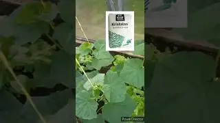 Хорошие удобрения под корень и по листу.