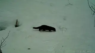 Норка. Кадры с фотоловушки.
