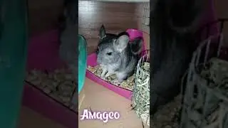 Супер шиншилла 🎶🎤😄Амадео.
