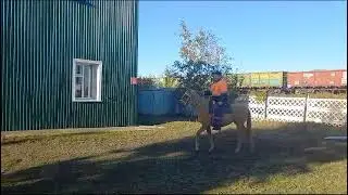 Жұмысқа атпен келді