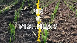 ЯЧМІНЬ ПОСІЯНИЙ ДО І ПІСЛЯ ДОЩУ