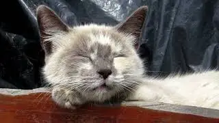 Why Do Cats Sleep So Much?