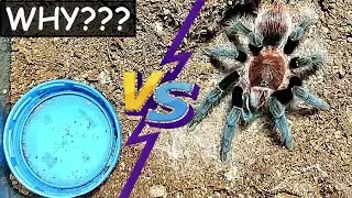 WHY is he doing THIS? Spider VS Water Bowl