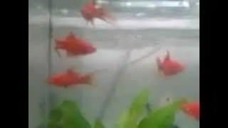 red blood double swordtail