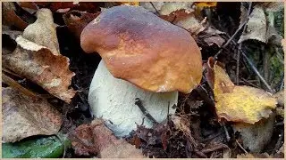 Where PORCINE MUSHROOMS Grow - Near the Fly Agarics! | Mushroom Picking in September | Tips for M...