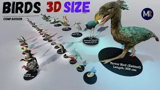 Birds SIZE Comparison 3D || Smallest to Largest Birds 🐦