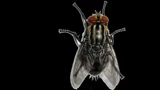 Cromosoma - Survivor! (Original Mix) [Audio/Video]