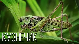 Grasshopper: Night Fiddler | Interesting facts about insects