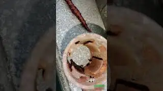 Медяха-медь из копаного статора) #коп #questx5 #находки