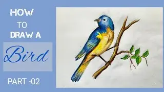 How to Draw A Bird Part-02 | Easy and Beautiful Bird Drawing with color