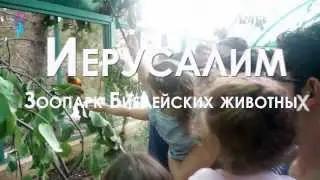 Иерусалим-Зоопарк Библейских животных