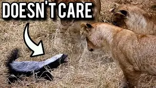 Why is the Honey Badger so Fearless?