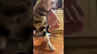 Bengal cat learned to jump through arms!