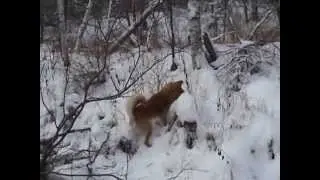 Дикая охота