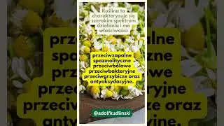 Rumianek jest wspanialym i bezpiecznym ziolem na wiele problemow zdrowotnych 🌿