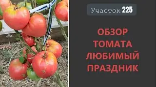 Томат Любимый праздник. Вкусный, но повторять не буду!