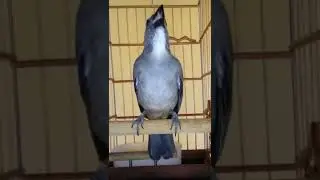 💥🔥 CARACA ! OLHA O CANTO DESSE TRINCA FERRO ! LINDO DEMAIS