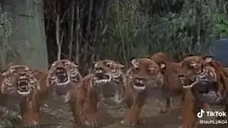 manusia harimau