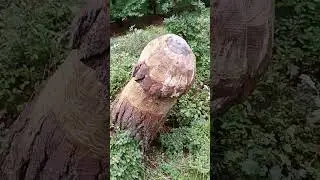 Находка в лесу Германии