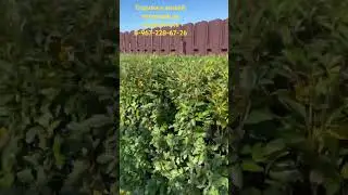 Живая изгородь из кизильника после подрезки