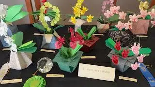 ILLINOIS ORCHID SOCIETY FALL SHOW 2024 at Chicago botanical garden #orchidshow