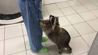 Сальвия обожает творог