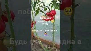 Томатная моль...