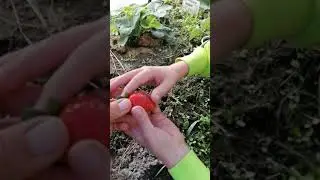 Клубника Эви-2 английский Ремонтантный сорт. Пробуем первые ягодки.