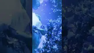"Underwater Fairy Garden" by Sleepyhead #shorts
