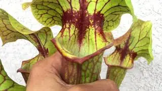 Large & Mature Sarracenia ‘Abandoned Hope’