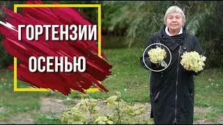 Как Подготовить ГОРТЕНЗИЮ К Зиме ✔️ Обрезка гортензий 🌺 Декоративные кустарники Осенью