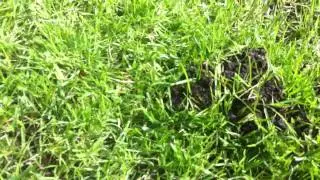 De mol