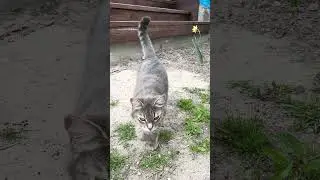 Маркиза кайфует #cat #котик
