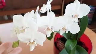 Обзор рассады в середине мая. Что осталось?