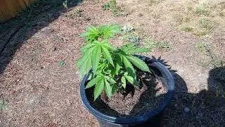 Show And Tell - My Backyard Hemp Plant