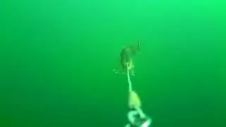Pike attacks at 3D Line Thru trout in carp color