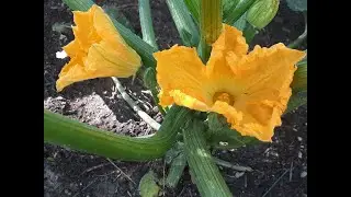 Garden walk July-14-22