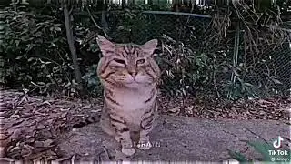 Эдит носок мем кот