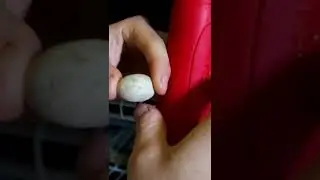 Reptile MOVES Inside The Egg! 🥚 Candling Ackie Monitor Eggs! #shorts